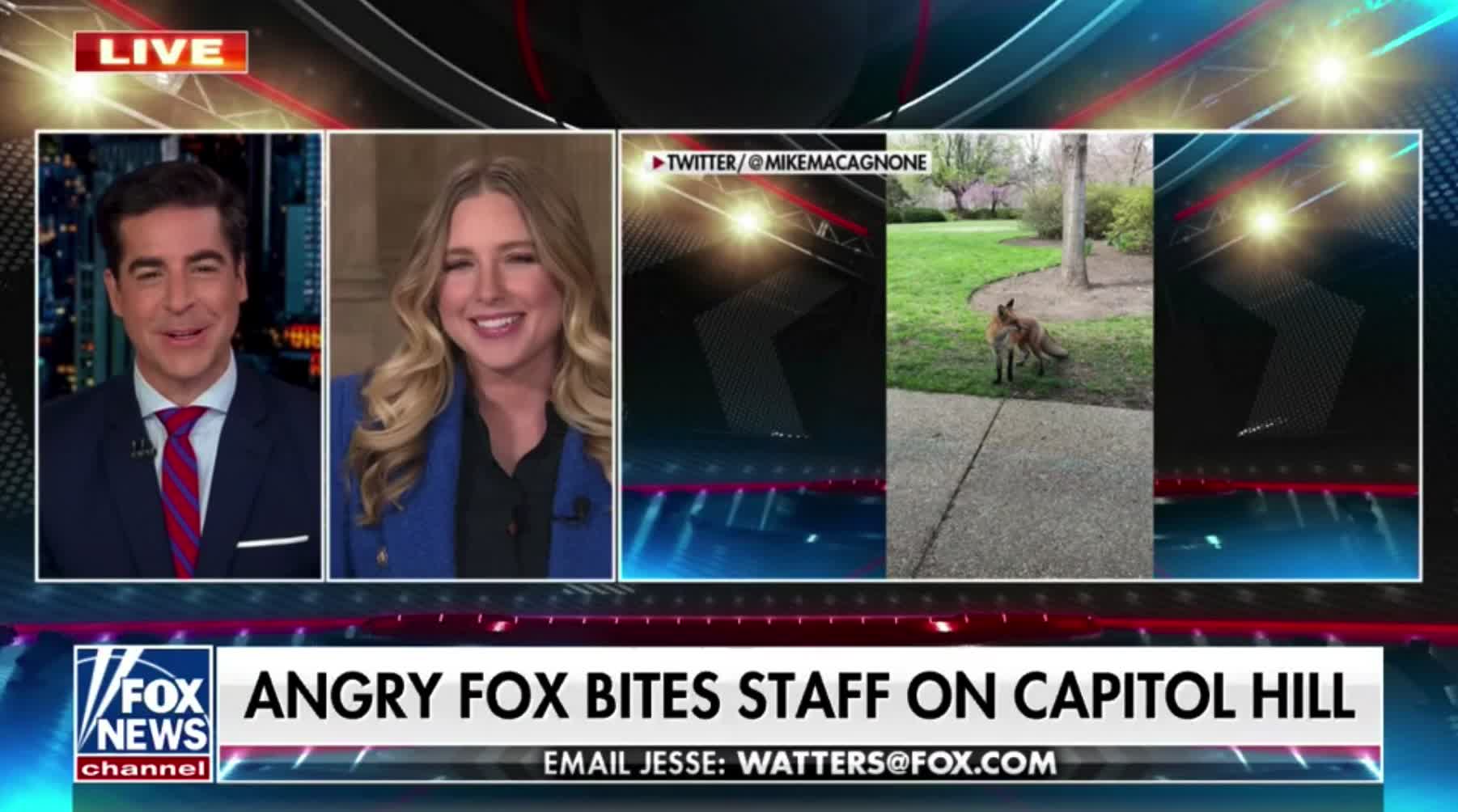 A fox that "did not discriminate by party" as it terrorized people near the US Capitol has been captured