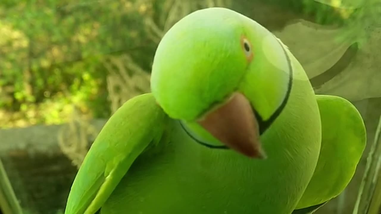 Sweet green parrot left behind the glass door?