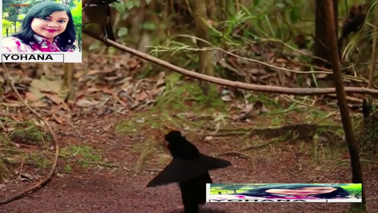 Incredible bird from papua