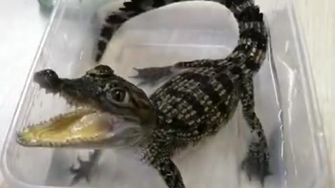OMG! Very Powerful Baby Crocodile croco