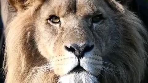 The king