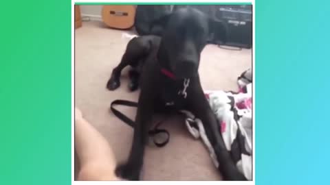 🤣 Vídeos engraçados de cães 😂🦴 Tente não rir 🐶🦴