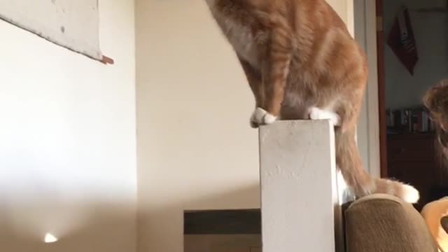 Orange cat with white paws reaches for bowl from owner