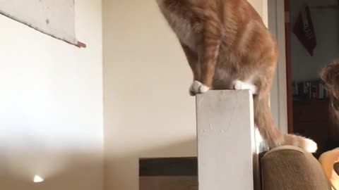 Orange cat with white paws reaches for bowl from owner