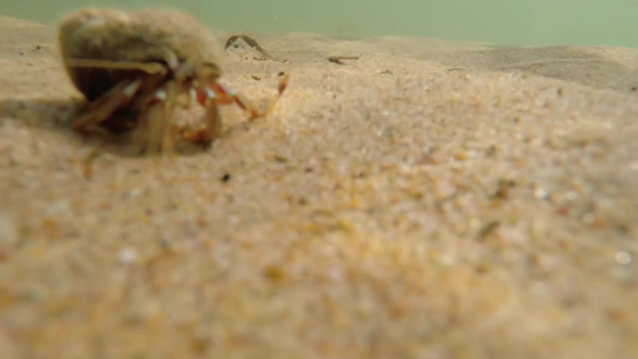 An underwater shot of a ocean sand crab walking in sand on beach