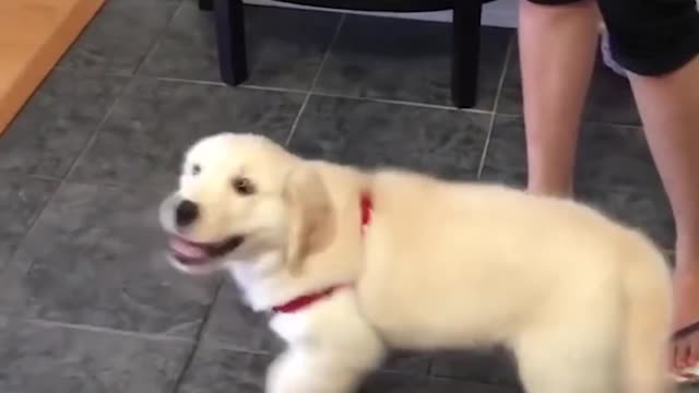 Funniest & Cutest Golden Retriever Puppies #37 - Funny Puppy Videos