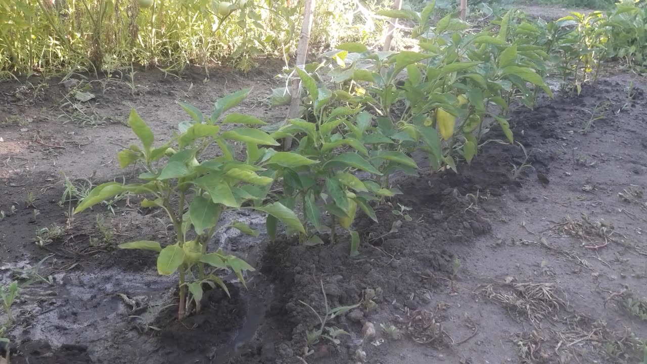 Sweet pepper after watering