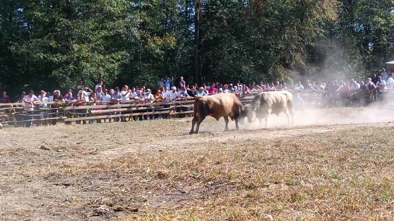 Brizan Anel Šarić vs Milkos Ismet Ferizović