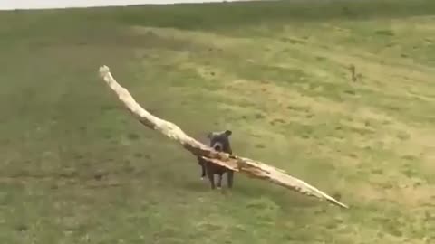 My dog carrying huge huge log