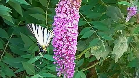 Butterfly flowers