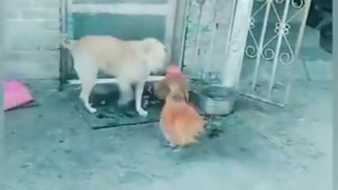 Chicken 🐔 vs 🐶 dog funny video 😂🤣😂