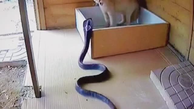 Monther cat fights with cobra to save her child