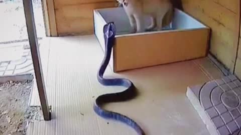 Monther cat fights with cobra to save her child