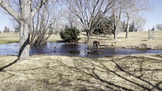 Geese drop in water then fly