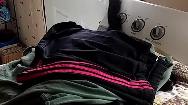 My one ear cat meow meow helping with the wash