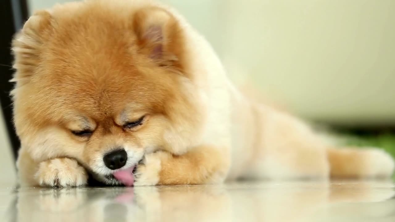 funny cats and dogs all kinds of animals funny videos
