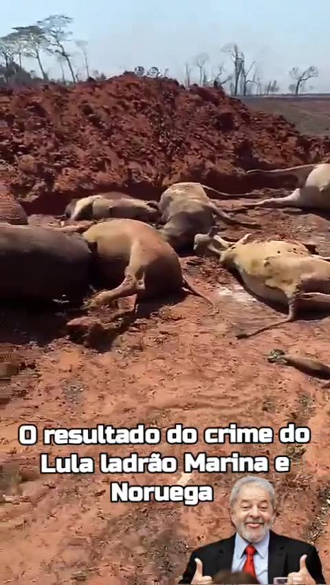 Noruega, Lula ladrão, Marina Silva, MST e PCC incendiaram o Brasil, olhem o resultado aí. todos esses canalhas tem que ser executados!