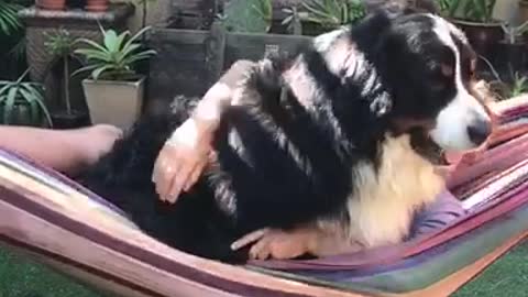 Huge dog on hammock