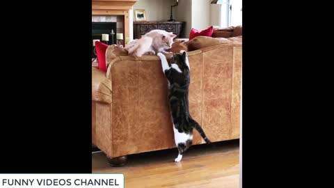 Funniest Dogs and Cats - Awesome Funny Pet Animals Videos #19