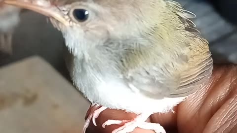 This tiny bird survive by cat attack but she cant fly...