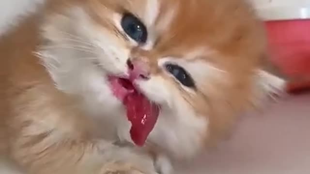 Funny Cats And Kittens Who Don't Want To Share Their Food Compilation [BEST OF]