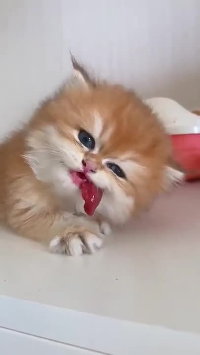 Funny Cats And Kittens Who Don't Want To Share Their Food Compilation [BEST OF]