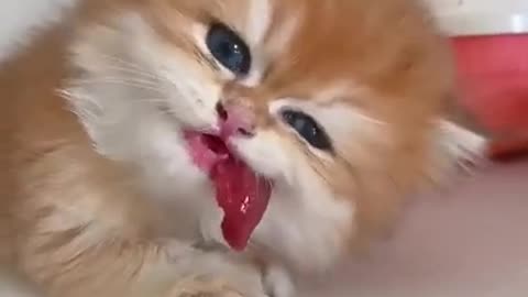 Funny Cats And Kittens Who Don't Want To Share Their Food Compilation [BEST OF]