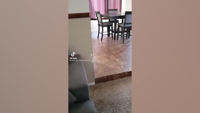 Funny Cats