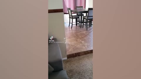 Funny Cats