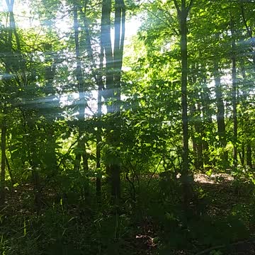 Nature Walk in Louis Nelson Park