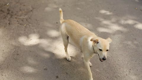 Yard white Dog walking on the Street and Resting