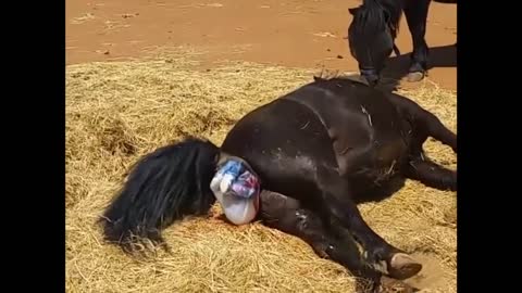 female horse giving birth/ painnnnnn :/