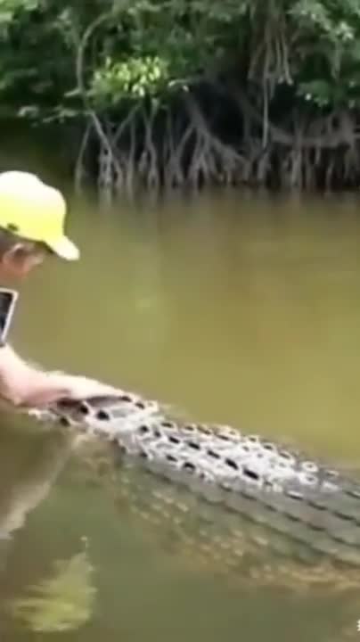 crocodile attack man #shorts