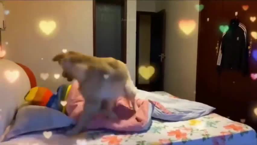 Funny dog funny dog