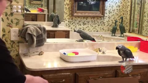 Naughty parrot won't let go of slipper