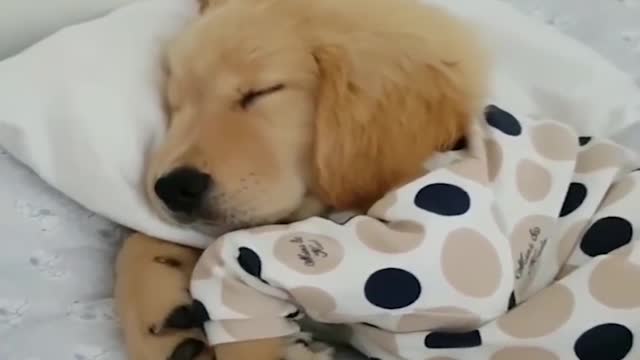 012-Funniest & Cutest Labrador Puppies