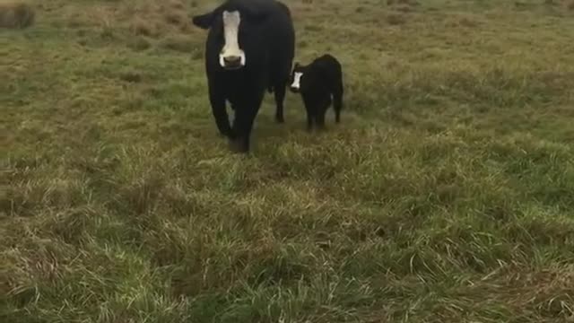 Cute Cow brings its calf over to show it off to owner....