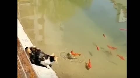 Funny Animals videos #When animals🐕‍🦺 imagination is beyond human🗣 expectations