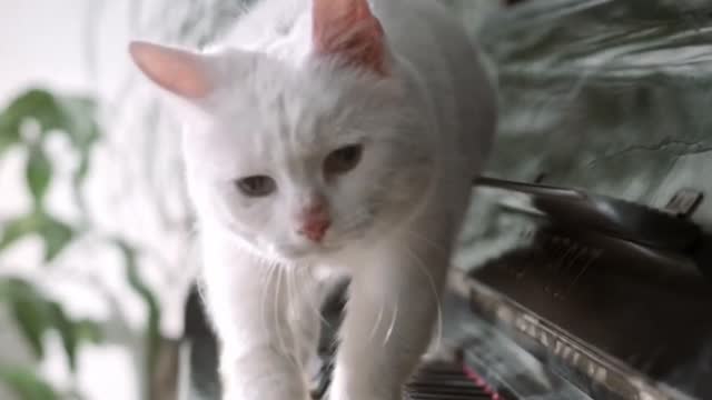 Cute Cat Video