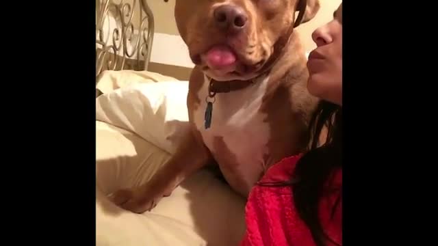 This dog has the most lovable personality!