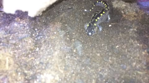 Spotted salamanders