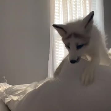 Playful white fox on the bed in the house
