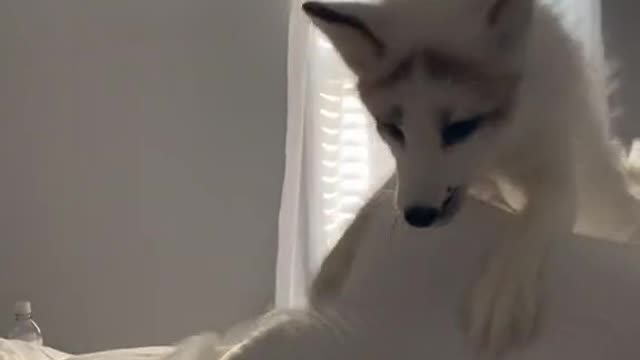 Playful white fox on the bed in the house