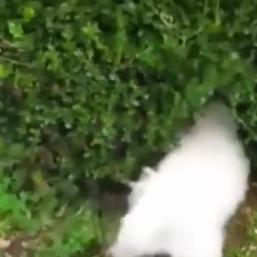 Kittens & Pups Cutest 2021 Try not to Laugh - 9