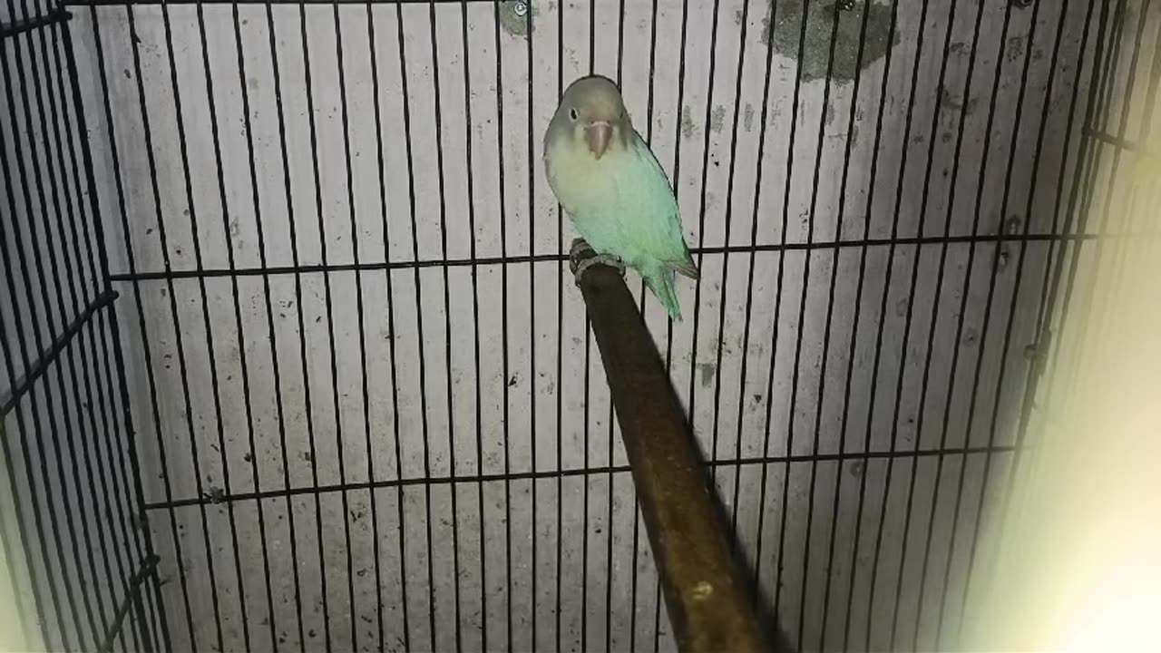 parrot dance meme #Trending #Viral #Famous #USA #Canada #Germany