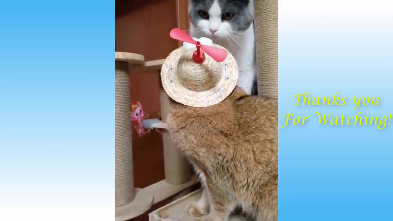 Cute Pets And Funny Animals Compilation #43