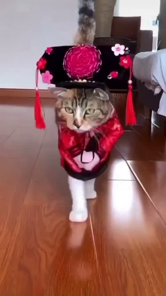 Funny Cat Most Viral Video