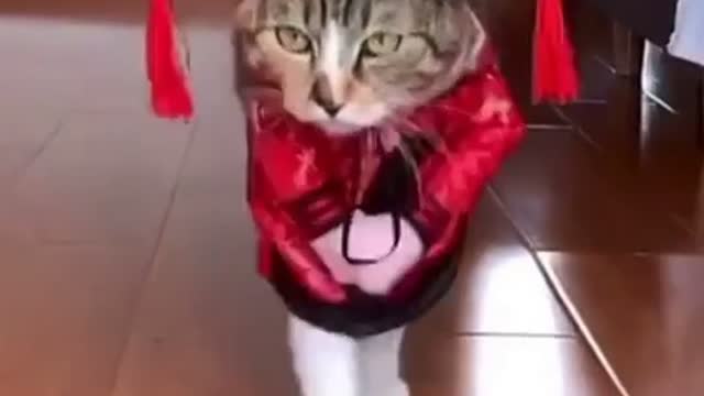 Funny Cat Most Viral Video