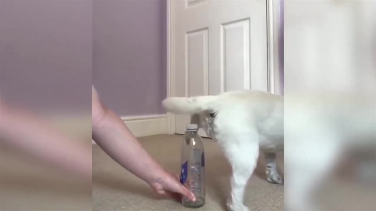 This puppy is opening a bottle with one paw 😱