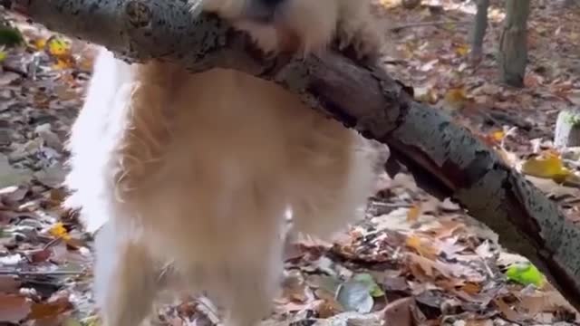 how to learn Baby dog training video funny videos, cute Dog